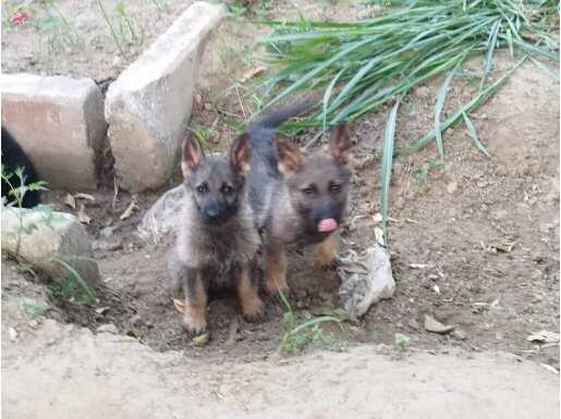 SABLE ALMAN KURTLARIMIZ SİZİ BEKLİYOR...
