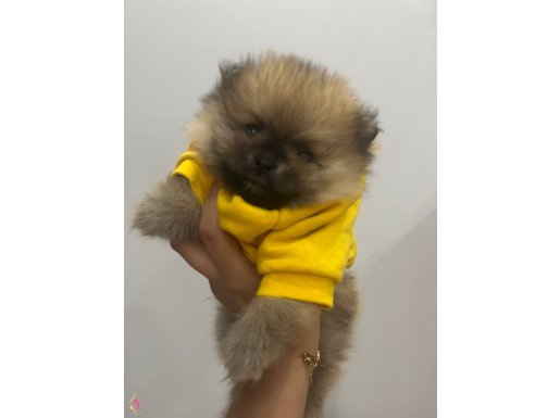 2 erkek kaliteli Pomeranian Boo 