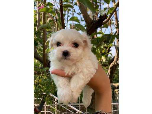 TEACUP MALTESE TERİER YAVRULARİ