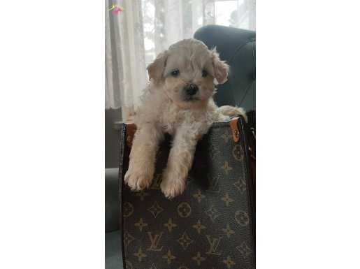 Muhteşem maltipoo yavrular 