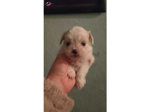 Teacup maltese yavrular 