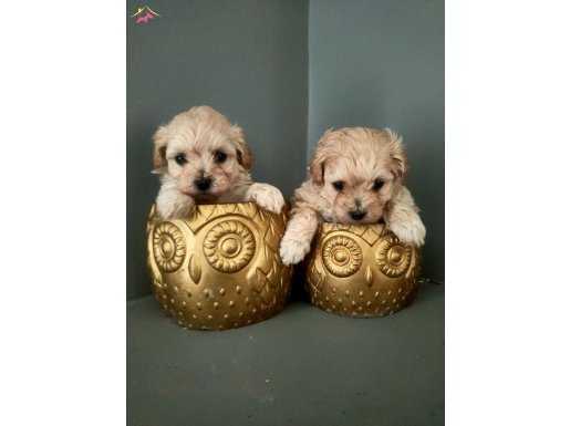 Kilo garantili maltipoo bebekler