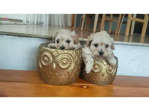 0 numara maltipoo bebekler 