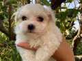 TEACUP MALTESE TERİER YAVRULARİ