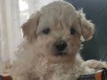 Maltipoo