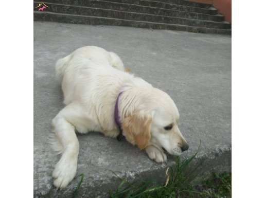 Beyaz Postlu Uysal Yol Arkadaşı: 8 Yaşında Deneyimli Golden