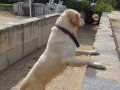 BEYAZ GOLDEN 
