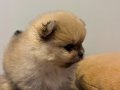 Vateriner Hekimden Anne Altından Pomeranian Yavrular