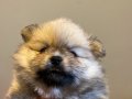 Vateriner Hekimden Anne Altından Pomeranian Yavrular