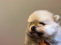 Vateriner Hekimden Anne Altından Pomeranian Yavrular