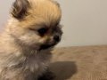 Vateriner Hekimden Anne Altından Pomeranian Yavrular