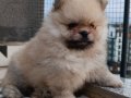 Vateriner Hekimden Anne Altından Pomeranian Yavrular