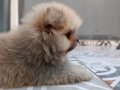 Vateriner Hekimden Anne Altından Pomeranian Yavrular