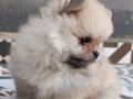 Vateriner Hekimden Anne Altından Pomeranian Yavrular