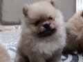 Vateriner Hekimden Anne Altından Pomeranian Yavrular
