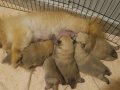Vateriner Hekimden Anne Altından Pomeranian Yavrular