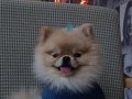 Vateriner Hekimden Anne Altından Pomeranian Yavrular