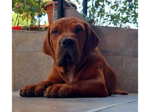 BOERBOEL YAVRUMUZ SON ERKEK