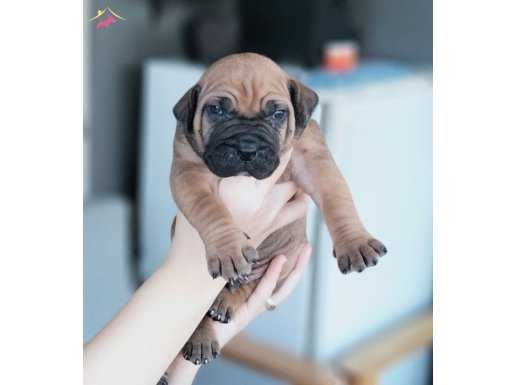 BOERBOEL YAVRULAR FCI KAYITLI A ŞECERELİ 