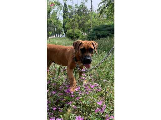 Boerboel erkek yavru