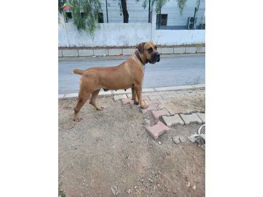 BOERBOEL Güney Afrika Çiftlik Köpeği