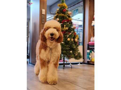 Giant poodle son 3 yavru 