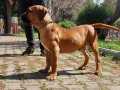 Boerboel yavrumuz 3.5 aylık tüm aşıları yapıldı FCI kayıtlı 