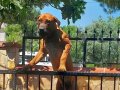 Boerboel güney Afrika çiftlik köpeği 