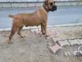 BOERBOEL Güney Afrika Çiftlik Köpeği