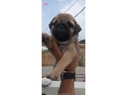 Yarışmalara girecek guzellikte gercek genetik PUG 2 aylık