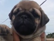 Yarışmalara girecek guzellikte gercek genetik PUG 2 aylık