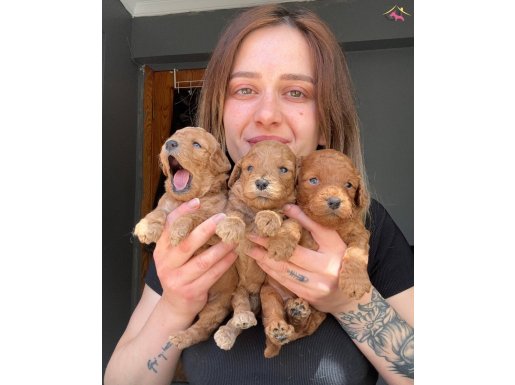 Eğitim Merkezinden Poodle Bebekler