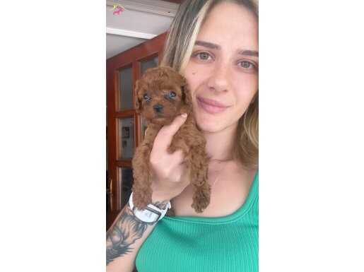 Toy poodle yavruları