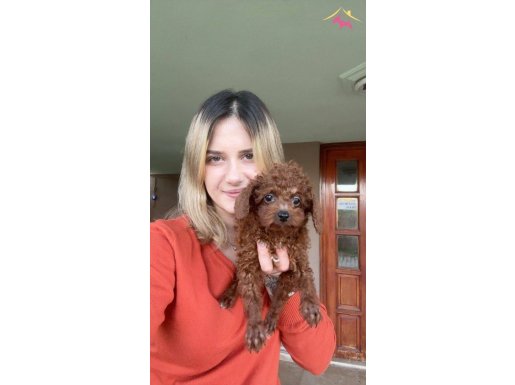 Eğitim Okulundan Toy Poodle Yavrularf