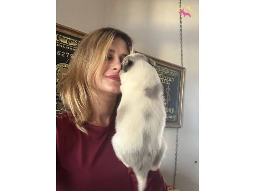 Köpek Eğitim Okulundan Border Collie Yavrular