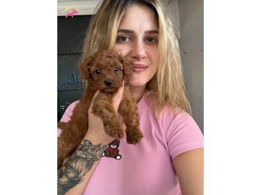 Eğitim Okulundan Poodle Yavruları