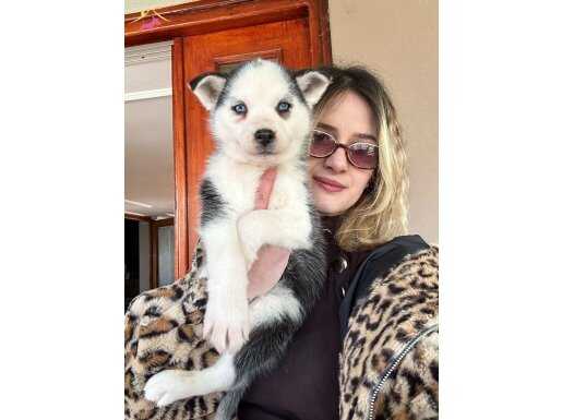 Sibirya Kurdu Husky Yavruları