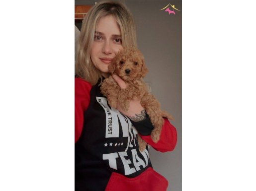 Eğitim Okulundan Toy Poodle Bebekler