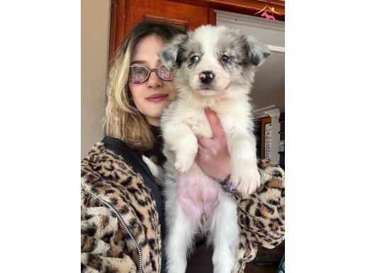 Eğitim Okulundan Border Collie Yavrular