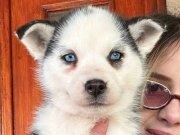 Sibirya Kurdu Husky Yavruları