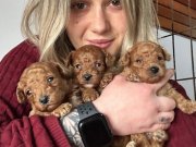 Poodle yavrularımız Renk Renk