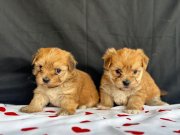 Yumuşacık Morkie Yavrularımız 