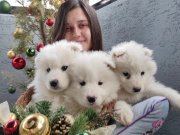 Samoyed yavrularımız 