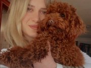Toy poodle yavrularım