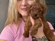 Toy Poodle Yavruları