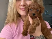 Safkan Toy Poodle Yavrular