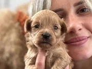 Maltipoo Yavruları