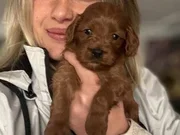 12 Yıllık üreticiden Maltipoo Yavruları