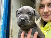Dev Cane Corso Yavruları