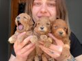 Eğitim Merkezinden Poodle Bebekler